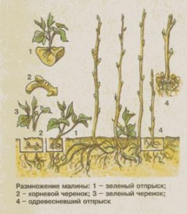 Rozmnožovanie remontantných malín