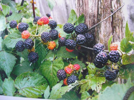 Výsadba a starostlivosť o čierne maliny, rozmnožovanie čiernych malín