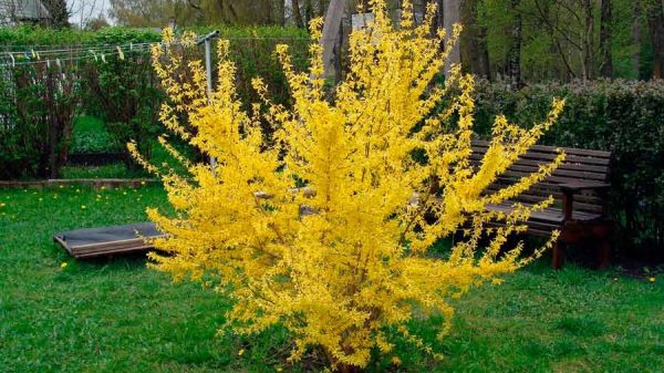 Forsythia Bush