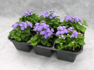 Pestovanie ageratum.