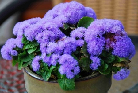 Pestovanie ageratum doma