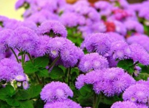 Nové odrody ageratum.