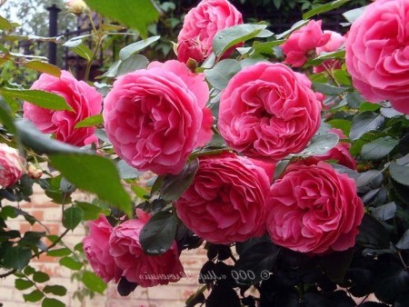 Popis 25 najlepších odrôd ruží floribunda s fotografiami a menami