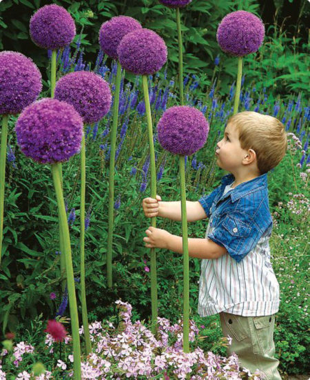 Obrie allium