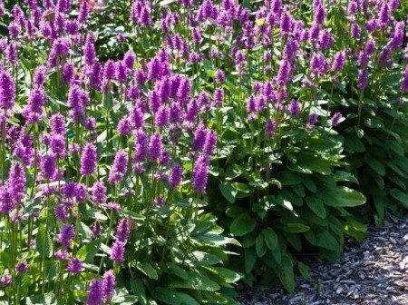 Stachys zelenina