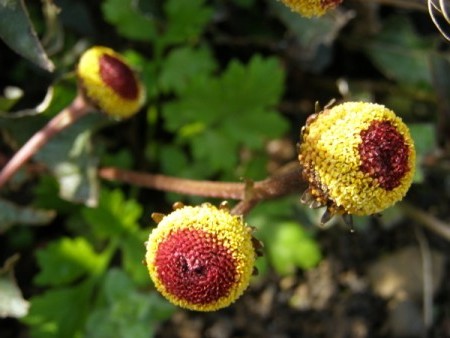 Spilanthes garden, prečo sa pestuje?