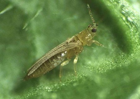 Thrips na kapuste