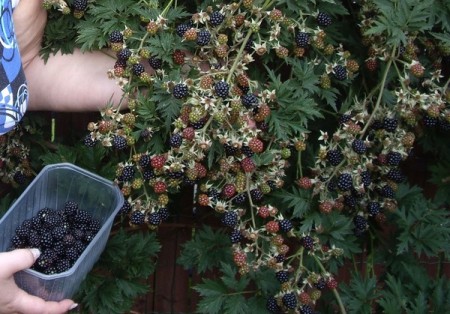 Černice - 20 najlepších odrôd s popisom a fotografiami