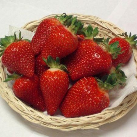 Strawberry Asia opis odrody a pestovateľských vlastností