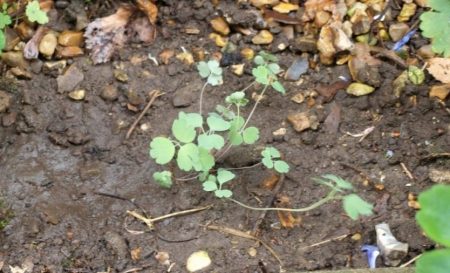 Výsadba aquilegia na jar