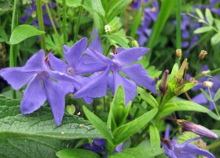  Vinca herbacea