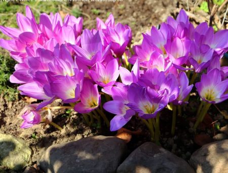 Ako vyzerá colchicum?