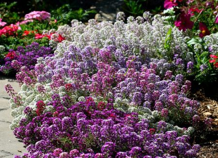 Morský alyssum.