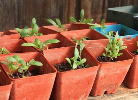 Starostlivosť o sadenice alyssum.