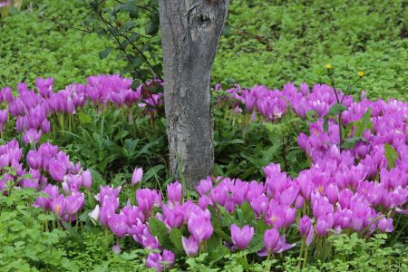 Miesto na pestovanie colchicum