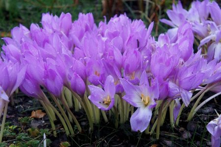 Colchicum nádherné