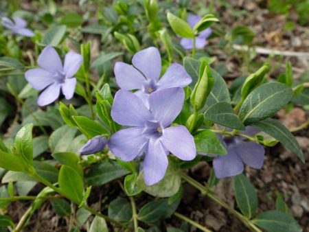 Vinca minor