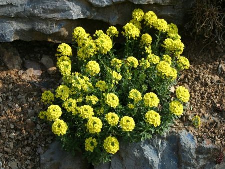 Na fotografii Alyssum montana