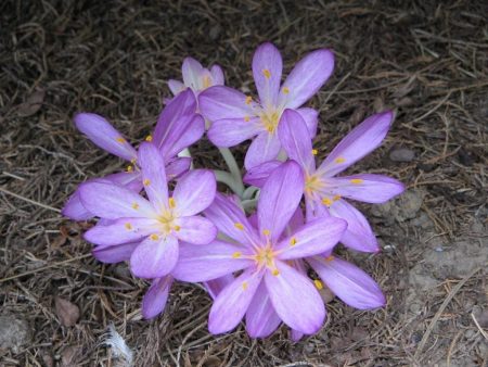 Colchicum Cilician