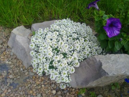 Ako správne zasadiť alyssum.