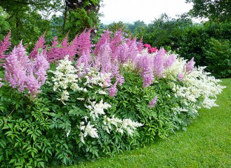 Ako vyzerá astilbe?