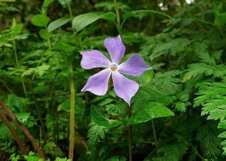 Vinca pubescens