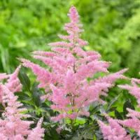 Odrody astilbe