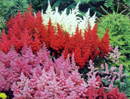 Popis astilbe.