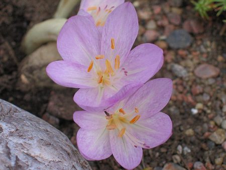 Colchicum byzantské