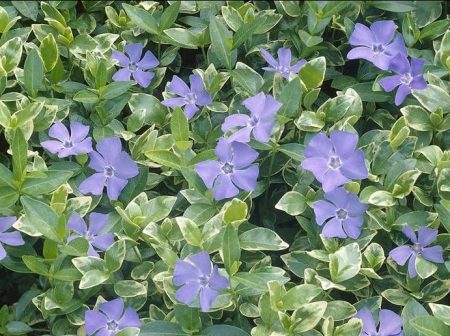 Vinca major Variegata