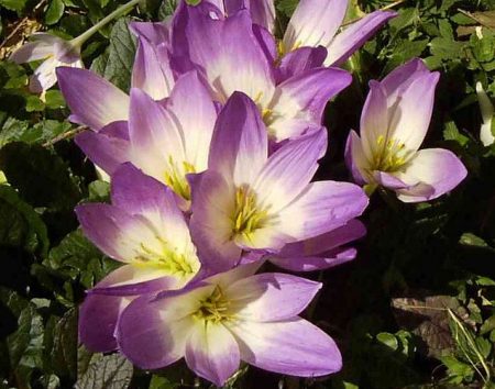 Colchicum Bornmueller