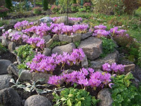 Colchicum v záhradnom dizajne.