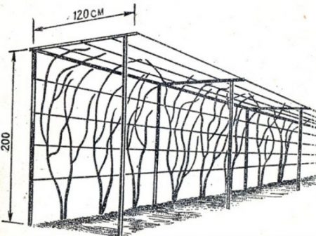 Metóda pestovania Trellis.