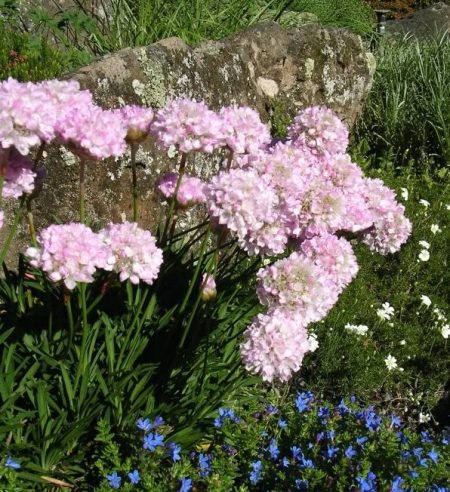 Armeria Velvich.