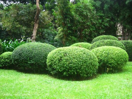 Topiary