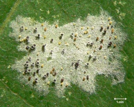 Oidium mycelium na liste.