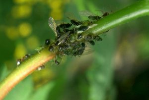 Verbena škodcovia.