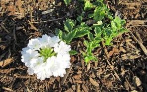 Transplantovaná verbena.