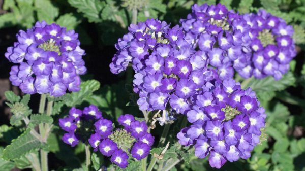 Verbena hybrid Modrá s okom