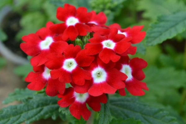 Verbena odrody