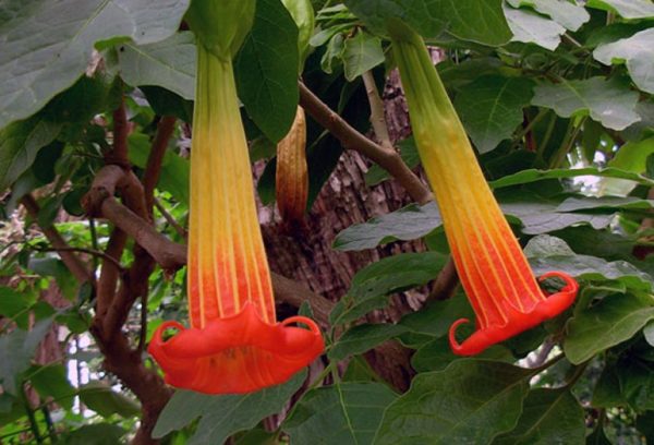 Foto odroda Brugmansia krvavo červená