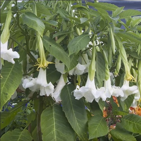 Odrody Brugmansia