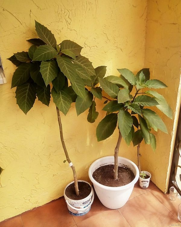 Brugmansia nekvitne