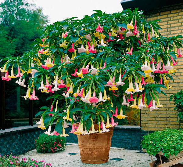 12 najlepších odrôd Brugmansia s fotografiami a popismi