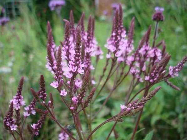 verbena pryamaya