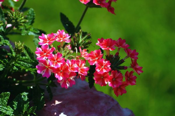 Verbena: fotografia kvetov, popis, výsadba a pestovanie