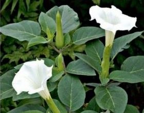 Datura rastlina