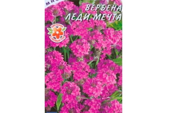 Verbena odroda Lady Dream