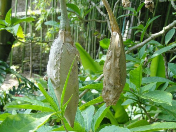 Semená Brugmansia