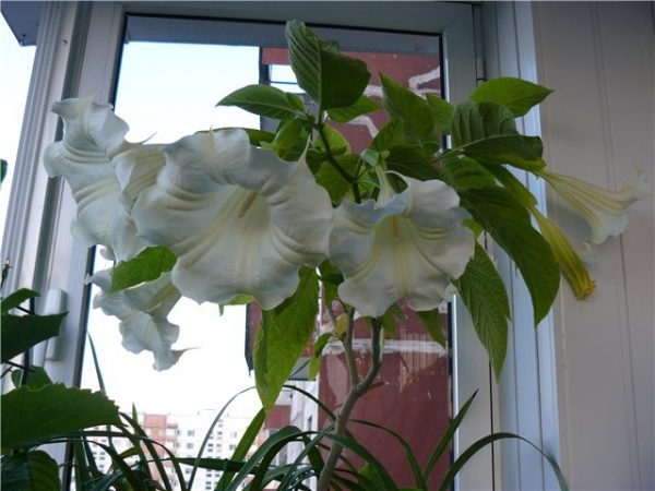 Starostlivosť o Brugmansia